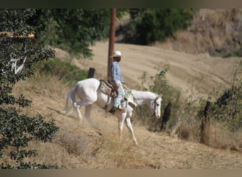 Appaloosa, Gelding, 11 years, 15 hh, White