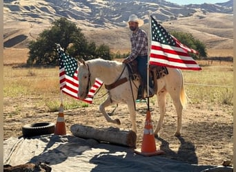 Appaloosa, Gelding, 11 years, 15 hh, White