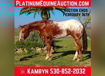 Appaloosa, Gelding, 11 years, 15,2 hh, Chestnut