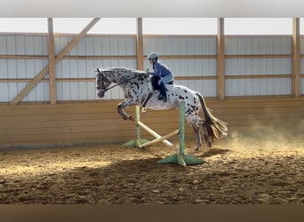 Appaloosa, Gelding, 11 years, 15,3 hh, Chestnut