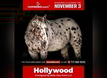 Appaloosa, Gelding, 11 years, 15,3 hh, Chestnut