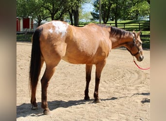 Appaloosa, Gelding, 11 years, Buckskin