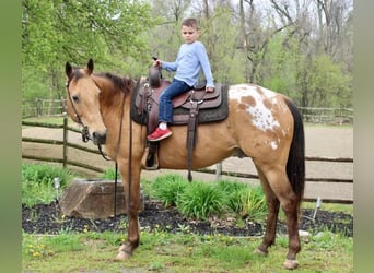 Appaloosa, Gelding, 11 years, Buckskin
