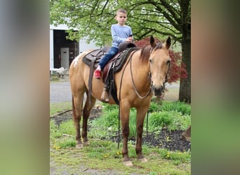 Appaloosa, Gelding, 11 years, Buckskin