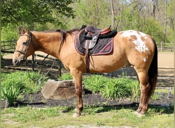 Appaloosa, Gelding, 11 years, Buckskin