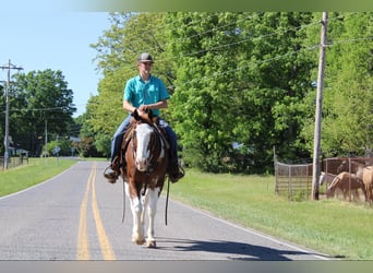 Appaloosa, Gelding, 11 years, Chestnut