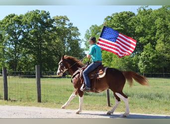 Appaloosa, Gelding, 11 years, Chestnut