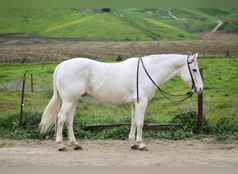 Appaloosa, Gelding, 12 years, 14.2 hh, Grey