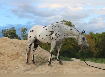 Appaloosa, Gelding, 12 years, 14,2 hh