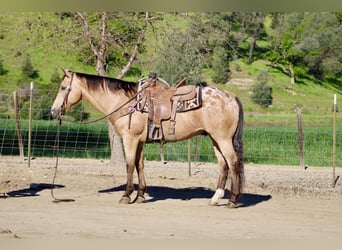 Appaloosa, Gelding, 12 years, 15.1 hh, Buckskin
