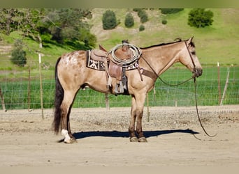 Appaloosa, Gelding, 12 years, 15.1 hh, Buckskin