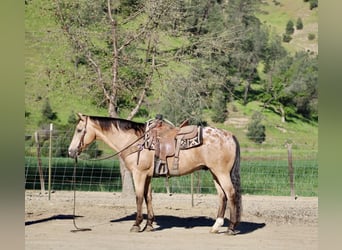 Appaloosa, Gelding, 12 years, 15.1 hh, Buckskin