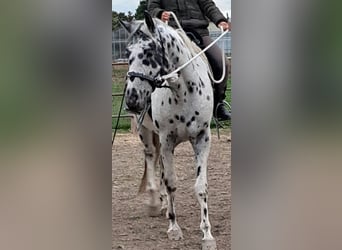 Appaloosa, Gelding, 12 years, 15 hh, Leopard-Piebald