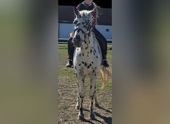 Appaloosa, Gelding, 12 years, 15 hh, Leopard-Piebald