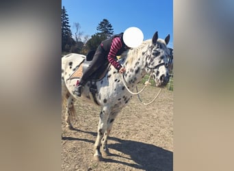 Appaloosa, Gelding, 12 years, 15 hh, Leopard-Piebald