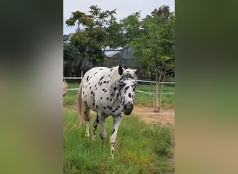 Appaloosa, Gelding, 12 years, 15 hh, Leopard-Piebald