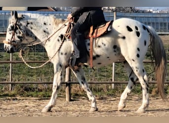 Appaloosa, Gelding, 12 years, 15 hh, Leopard-Piebald