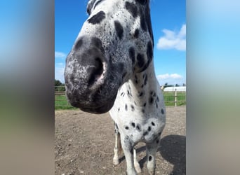 Appaloosa, Gelding, 12 years, 15 hh, Leopard-Piebald