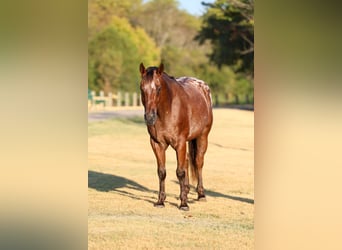 Appaloosa, Gelding, 12 years, 15 hh