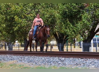 Appaloosa, Gelding, 12 years, 15 hh