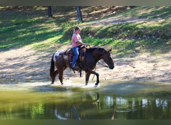 Appaloosa, Gelding, 12 years, 15 hh