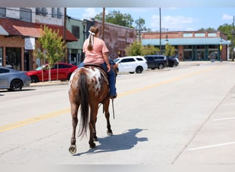 Appaloosa, Gelding, 12 years, 15 hh