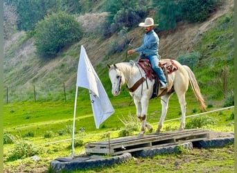 Appaloosa, Gelding, 12 years, 15 hh, Roan-Red
