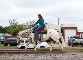 Appaloosa, Gelding, 12 years, 15 hh