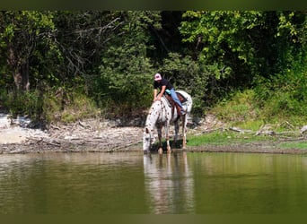 Appaloosa, Gelding, 12 years, 15 hh
