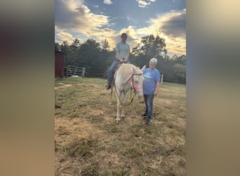 Appaloosa, Gelding, 12 years, 15 hh, White