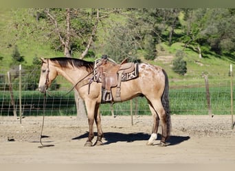 Appaloosa, Gelding, 12 years, 15,1 hh, Buckskin