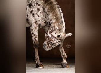 Appaloosa, Gelding, 12 years, 15,3 hh, Chestnut