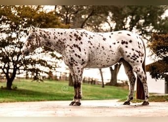 Appaloosa, Gelding, 12 years, 15,3 hh, Chestnut