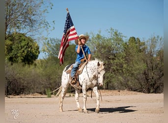 Appaloosa, Gelding, 13 years, 12,3 hh, Roan-Red