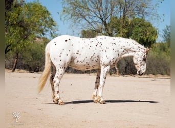 Appaloosa, Gelding, 13 years, 12,3 hh, Roan-Red