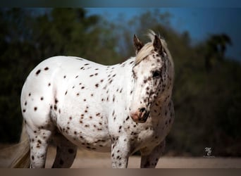 Appaloosa, Gelding, 13 years, 12,3 hh, Roan-Red