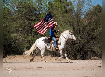 Appaloosa, Gelding, 13 years, 12,3 hh, Roan-Red