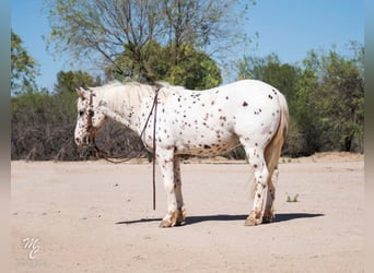 Appaloosa, Gelding, 13 years, 12,3 hh, Roan-Red