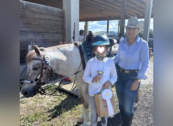Appaloosa Mix, Gelding, 13 years, 12,2 hh, Brown Falb mold