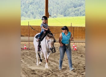 Appaloosa Mix, Gelding, 13 years, 12,2 hh, Brown Falb mold