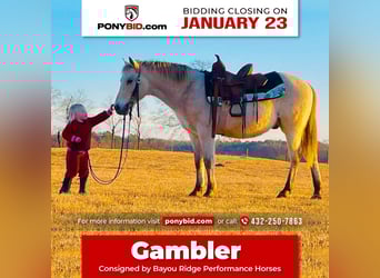Appaloosa, Gelding, 13 years, 13.1 hh, Buckskin