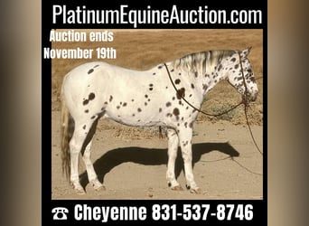 Appaloosa Gelding 5 years 15,1 hh Black in Morgan MIll TX