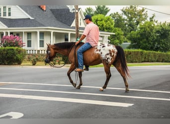 Appaloosa, Gelding, 13 years, 14.3 hh