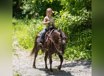 Appaloosa, Gelding, 13 years, 14 hh, Black