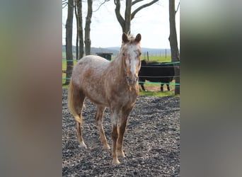 Appaloosa, Gelding, 13 years, 14 hh