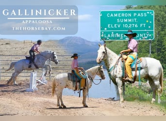 Appaloosa, Gelding, 13 years, 14,1 hh, Leopard-Piebald