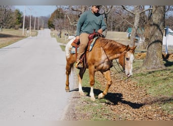 Appaloosa, Gelding, 13 years, 15.1 hh, Chestnut