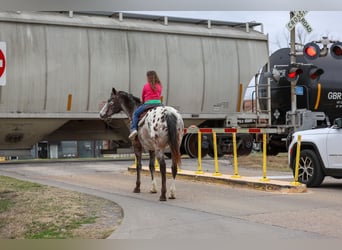 Appaloosa, Gelding, 13 years, 15.1 hh, Chestnut