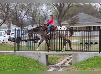 Appaloosa, Gelding, 13 years, 15.1 hh, Chestnut