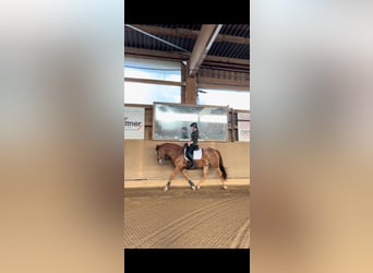 Appaloosa Mix, Gelding, 13 years, 15,2 hh